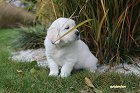 IMG_2422.JPG