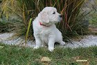 IMG_2445.JPG