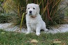 IMG_2451.JPG