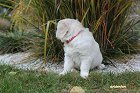 IMG_2461.JPG