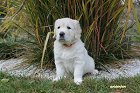 IMG_2474.JPG
