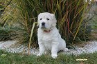 IMG_2475.JPG