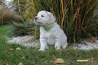 IMG_2526.JPG