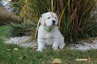IMG_2536.JPG