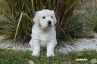 IMG_2561.JPG