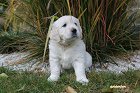 IMG_2564.JPG