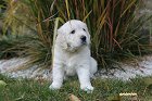 IMG_2568.JPG