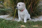 IMG_2454.JPG