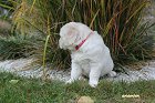 IMG_2459.JPG