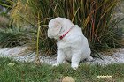 IMG_2460.JPG