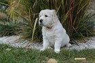 IMG_2462.JPG