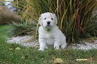 IMG_2519.JPG