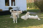 IMG_3510.JPG
