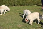 IMG_3518.JPG