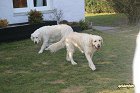 IMG_3525.JPG