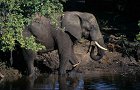 140 Elefant frißt.jpg