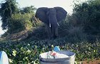 104 Warnung Elefant.jpg