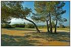 Peste -1- (Copier).JPG