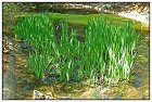 Peste -16- (Copier).JPG