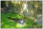 Peste -17- (Copier).JPG