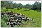 Peste -19- (Copier).JPG