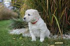 IMG_2442.JPG