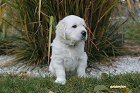 IMG_2596.JPG